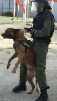 Justitie Bijstandsteam en K9-unit ontwikkelen zich snel op Aruba