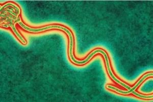 Docternan infecta cu virus Ebola na caminda pa Merca