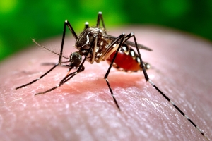 Awor tin 69 caso di Chikungunya confirma na Aruba