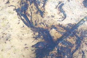 Oil Spill na Barcadera a haci daño, pero ta contene 