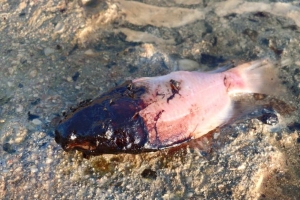 Oil Spill na Barcadera a haci daño, pero ta contene 