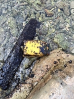 DNM: Tristo cu naturalesa y nos medio ambiente a sufri dañonan pa e oil spil