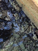 DNM: Tristo cu naturalesa y nos medio ambiente a sufri dañonan pa e oil spil
