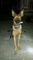 Cacho entrena na Aruba, ta haya arma uza pa asesinato na St Maarten
