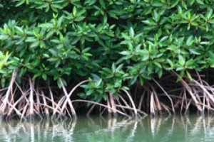 Sydow: Zöetry cu solucion pa problema di mosquito na mangrove Isla de Oro