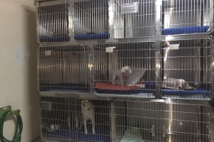 PetCare ta un concepto diferente di petshop na Aruba