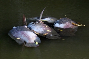 Situacion di sluis habri na Bubali Plas tin hopi hende preocupa