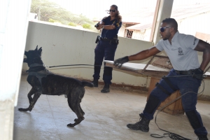  Experto K9 di Belgica impresiona cu unidad di K9 di KPA