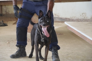  Experto K9 di Belgica impresiona cu unidad di K9 di KPA