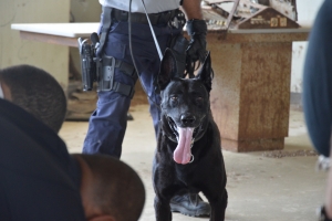  Experto K9 di Belgica impresiona cu unidad di K9 di KPA