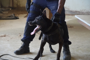  Experto K9 di Belgica impresiona cu unidad di K9 di KPA