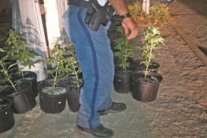 Polis a detene dos persona y confisca matanan di marihuana