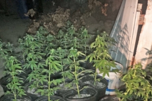 Polis a detene dos persona y confisca matanan di marihuana