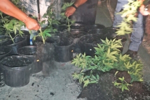 Polis a detene dos persona y confisca matanan di marihuana