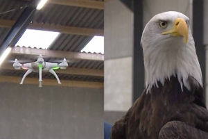 Polis Hulandes uzando aguila pa combati uso ilegal di drone