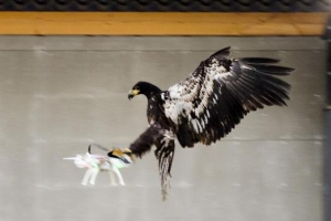 Polis Hulandes uzando aguila pa combati uso ilegal di drone