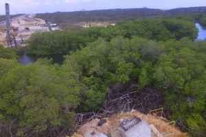 DOW: Cortamento mangrove ta segun regla internacional   