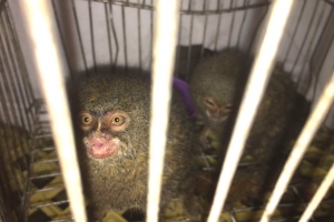 Kustwacht onderschept transport van exotische dieren