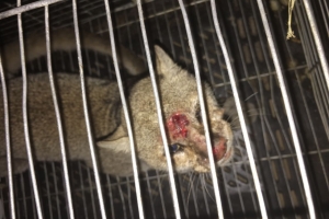 Merryweather: Bestianan exotico no tabata destina pa e Animal Garden