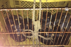 Merryweather: Bestianan exotico no tabata destina pa e Animal Garden