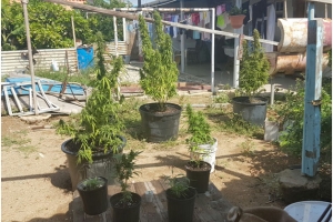 Listramento preventivo a produci varios detencion y captura di droga