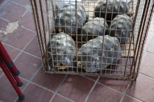 DESPA: Exotische dieren in quarantaine en in goede gezondheid