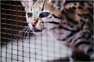 Animalnan cu a drenta Aruba 'ilegal' ainda den cuarentena  