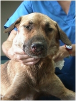 DESPA:No tin ningun caso di Distemper na Aruba