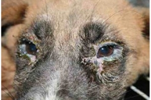 DESPA:No tin ningun caso di Distemper na Aruba