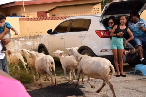 Bista fotografico di parada di blaas di San Nicolas