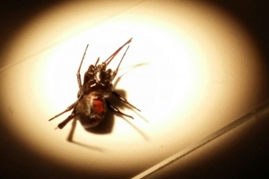 Advertencia pa haraña viuda preto 'Black widow spider' na Aruba