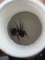 Advertencia pa haraña viuda preto 'Black widow spider' na Aruba
