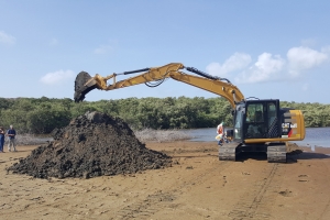 A cuminsa restaura mangrove na comienso di Spaans Lagoen