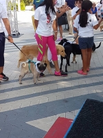 Total di 400 cacho a participa den di 9 Bestial Dog Walk