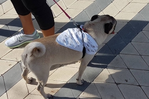Total di 400 cacho a participa den di 9 Bestial Dog Walk