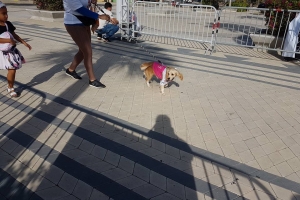 Total di 400 cacho a participa den di 9 Bestial Dog Walk