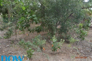 DOW: Trabou nan tumando lugar pa proteha flora y fauna riba ruta di construccion