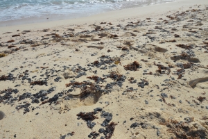 No tin paña special na Aruba pa trata e patchnan di zeta peligroso