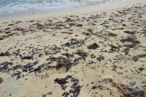 Geen beschermende kleding op Aruba voor opruimen ruwe olie