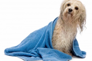 Animal Care Clinic y Kids at work camp cu dog wash riba dia di bestia