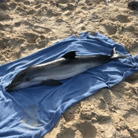 AMMF: Atrobe un baby tonino morto ta yega costa di Aruba