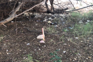 Oduber: Man duro riba tur tereno den wetland otorga pa Gobierno anteri