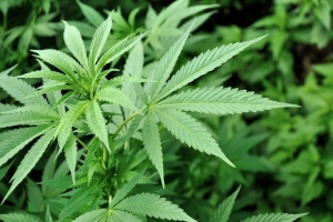 Compania Canades ta cera deal cu compania local pa produci marijuana na Aruba