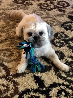 Cacho Shih Tzu perdi na Sero Colorado