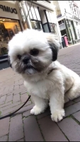 Cacho Shih Tzu perdi na Sero Colorado