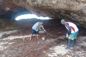Aruba tambe confronta cu exceso di Sargassum weed