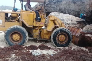 Aruba tambe confronta cu exceso di Sargassum weed