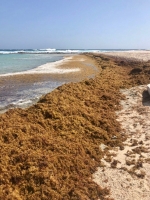 Gobernador Boekhoudt a inspecciona costa norte yena cu ‘Sargassum’