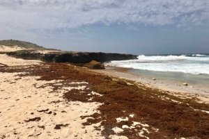 Gobernador Boekhoudt a inspecciona costa norte yena cu ‘Sargassum’