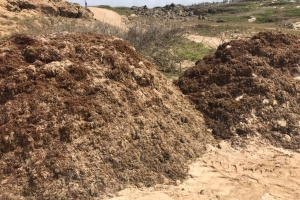 Gobernador Boekhoudt a inspecciona costa norte yena cu ‘Sargassum’